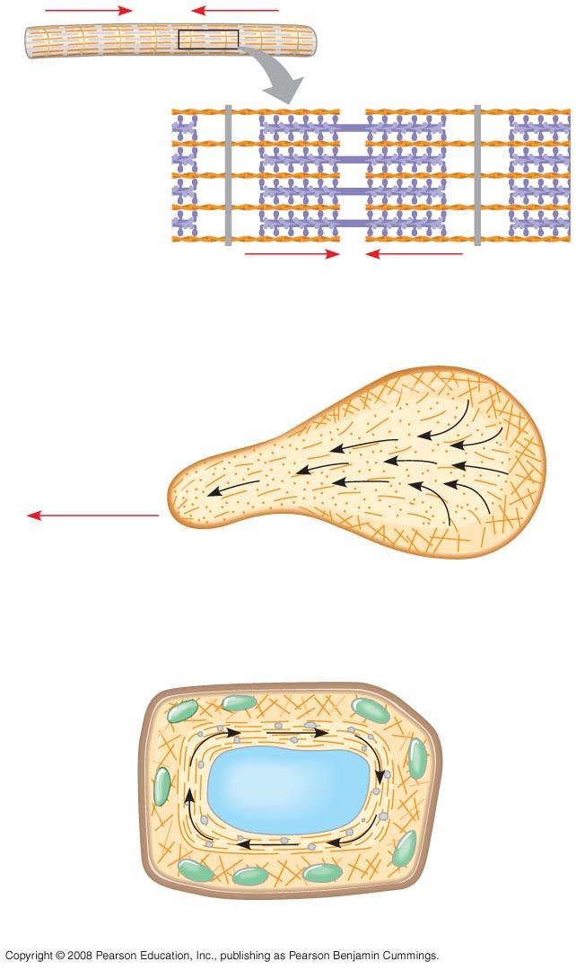 Muscle cell Actin filament Myosin filament Myosin arm (a) Myosin motors in muscle cell contraction Cortex (outer cytoplasm): gel with actin network Secondary cell wall Primary cell wall Middle