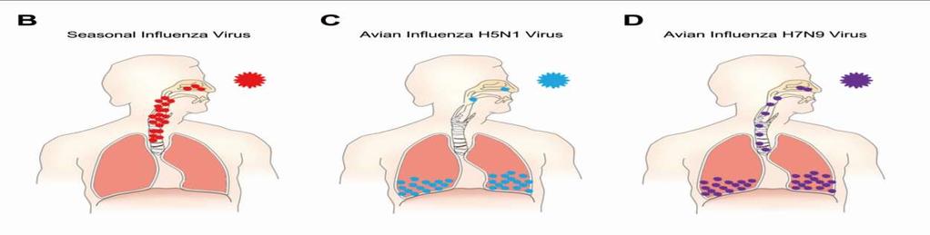 Different types of influenza virus replicate in different regions of