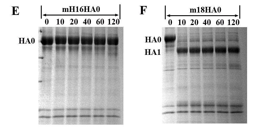 Mammalian cell-expressed H16 protein