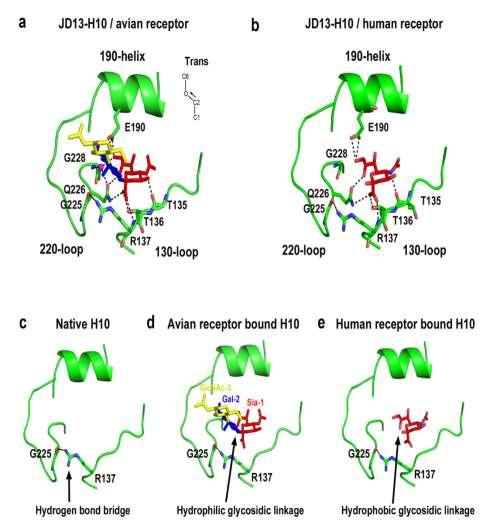 Structural basis for preferential avian receptor binding by H10N8 The residue R137 forms a hydrogen bond with the 220- loop, stabilizing the