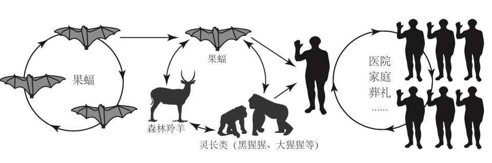 Ecology of Ebola: Bat>mammals>human Natural Hosts/Reservoir
