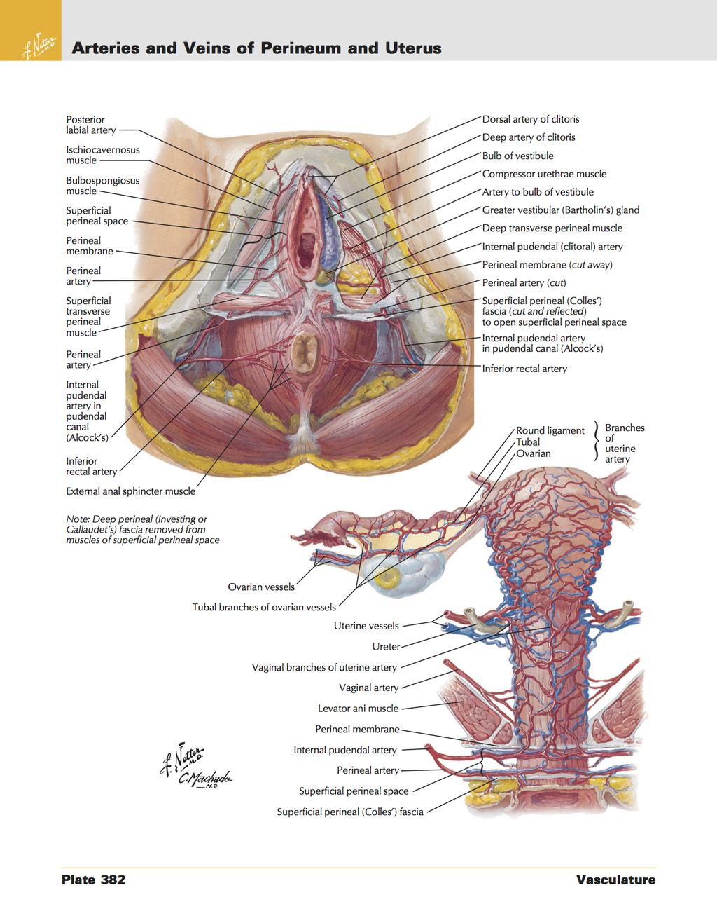 D. Arteries and Veins of Perineum and Uterus Atlas