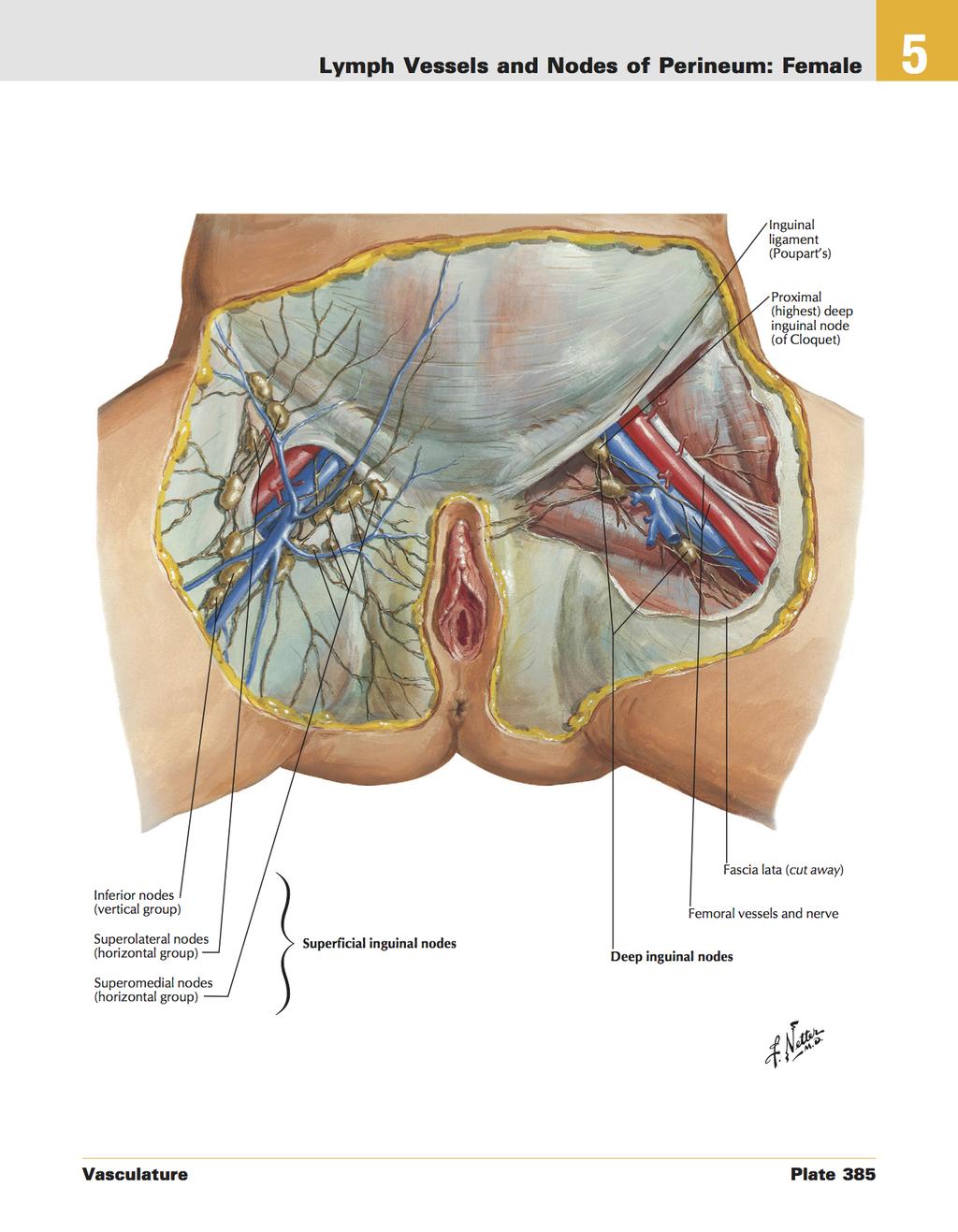 ANATOMY 7/7 Lymph Vessels and Nodes of Perineum: Female