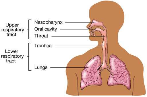 The respiratory tract Staphylococcus aureus and Streptococcus pneumoniae are