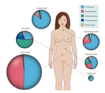 genome Humans are superorganisms whose metabolism represents an amalgamation of microbial and