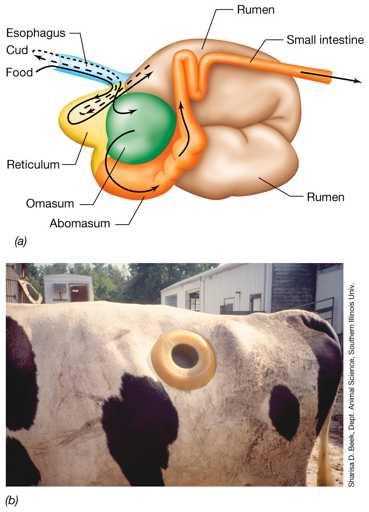 Schematic diagram of the rumen Fistulated cow Digestive processes in the rumen Plant material is taken up and physical hackled, mixed with saliva and transferred to the rumen Food mass migrates into