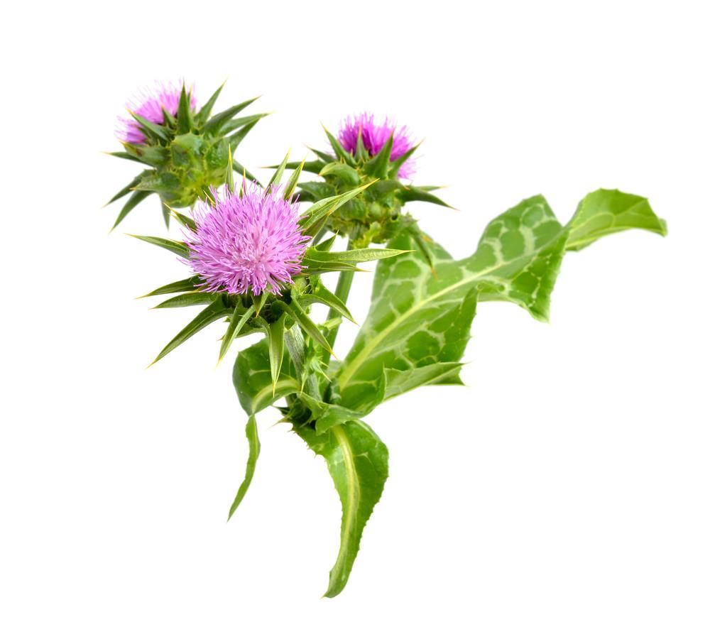 Milk Thistle Milk Thistle, or Silybum marianum is an annual or biennial plant that is a member of the Asteraceae family.