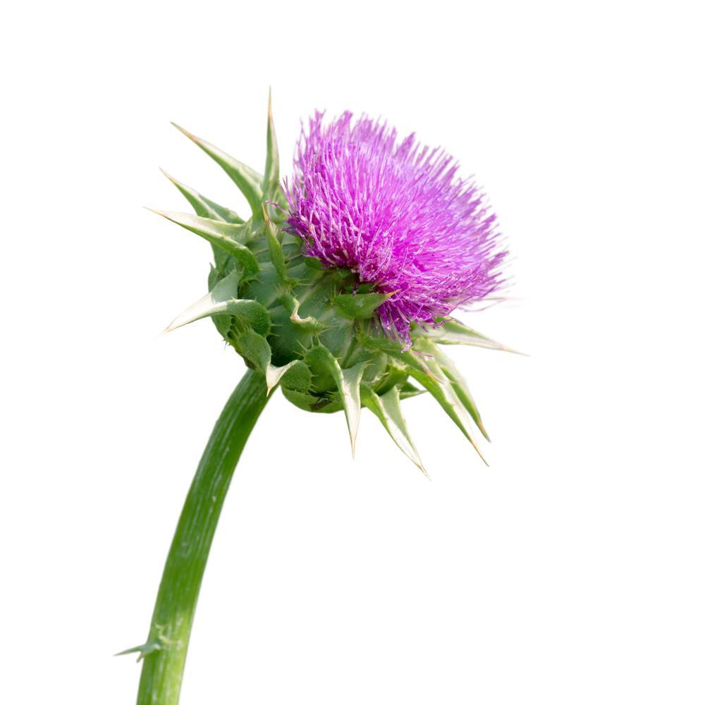 Growing Conditions In order for milk thistle to grown properly, it needs specific conditions.