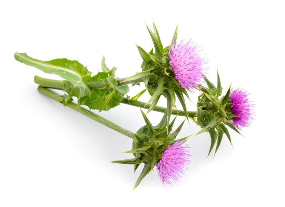 Uses in Industries Food The entire milk thistle can be used in the food industry. The leaves, flowers, roots, and even the stalks of the plant can all be eaten.