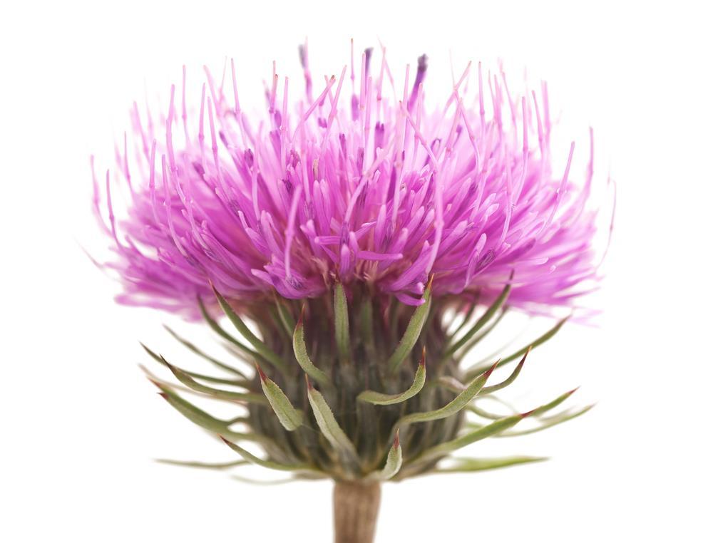 Uses in Industries Cont. Medicinal Milk thistle is also used in the medical industry.