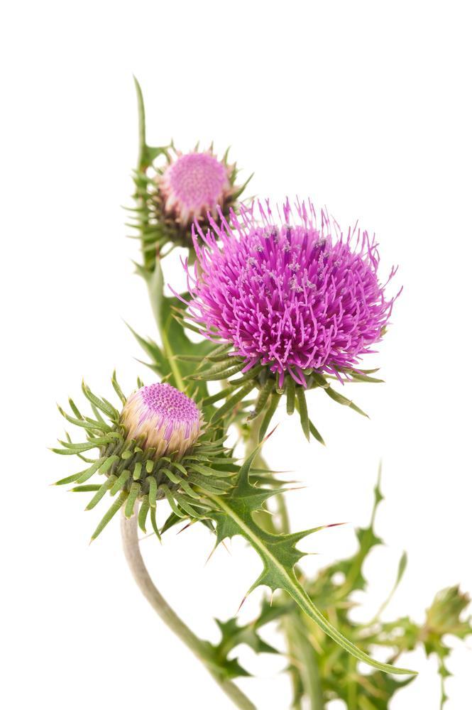 Other Uses Did you know that milk thistle can even be used to help cure a hangover? Nature s Garden sells milk thistle seed powder for external use only.