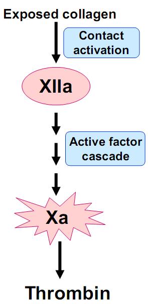 The Intrinsic Pathway Initiated by the activation of factor XII Requires factor