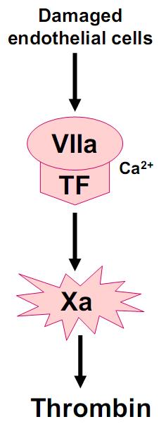 The Extrinsic Pathway Initiated by the generation of the tissue factor-factor VIIa