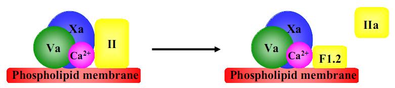 Prothrombinase complex ( 凝血酶原酶复合物 ) Composed of the platelet phospholipids, phosphatidylinositol and phosphatidylserine, Ca 2+, factors Va and Xa, and prothrombin (
