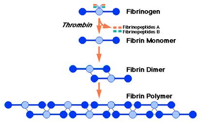 Thrombin ( 凝血酶 ) To convert Fibrinogen to Fibrin To stabilize the fibrin network by