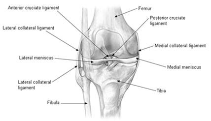 ORTHOPEDICS REFERRAL If you find a fracture you are not comfortable with on X-Ray If they fail an injection and Physical Therapy with all other conservative measures If you order and MRI