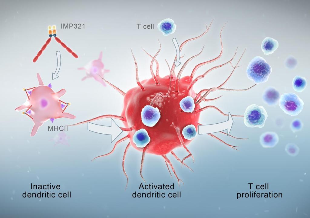 IMP321 Soluble dimeric recombinant form of LAG-3 (fusion protein) IMP321 binds to MHC class II on monocytes DC/ monocyte activation induced Leads to T cell expansion and proliferation 11 Highly