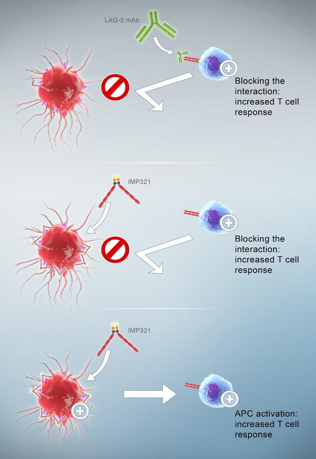 LAG-3 Mechanisms LAG-3 blocking mab: the typical immune checkpoint inhibitor LAG-3Ig fusion protein