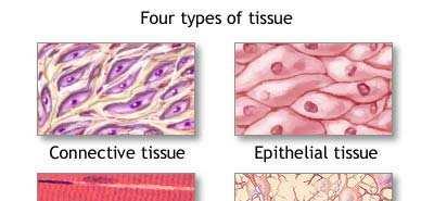 tissues that cover the surfaces of the body (inside & out) Skin, linings of the mouth, stomach & intestinal linings