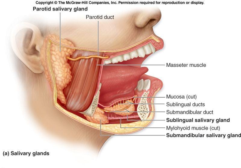 Mouth Teeth and tongue (Mechanical digestion) Salivary