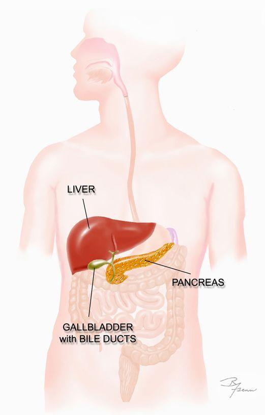 Gallbladder Function is to store bile