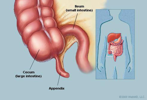 The Appendix Finger-like sac that extends off the beginning of the colon.