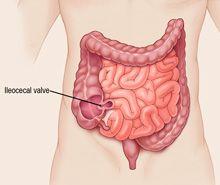 Large Intestine or Colon Ileocaecal valve separates from small intestines 3-5 feet