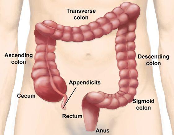Large Intestine or Colon Three main parts Ascending colon Transverse colon Descending colon Rectum stores stool(poop) before eliminated Bacteria that resides in the colon produce vitamins and fatty