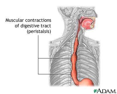 Digestion Physical Mastication (Chewing and mixing) (teeth and tongue) Crushing (muscles in