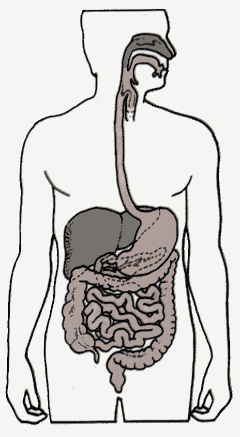 The Digestive System Also referred to as alimentary system, the gut, gastrointestinal system (GI) or GI tract.
