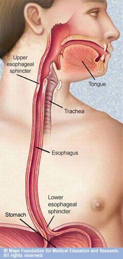 Esophagus Food chewed to a soft lump is called a bolus The bolus is voluntarily swallowed pass the epiglottis