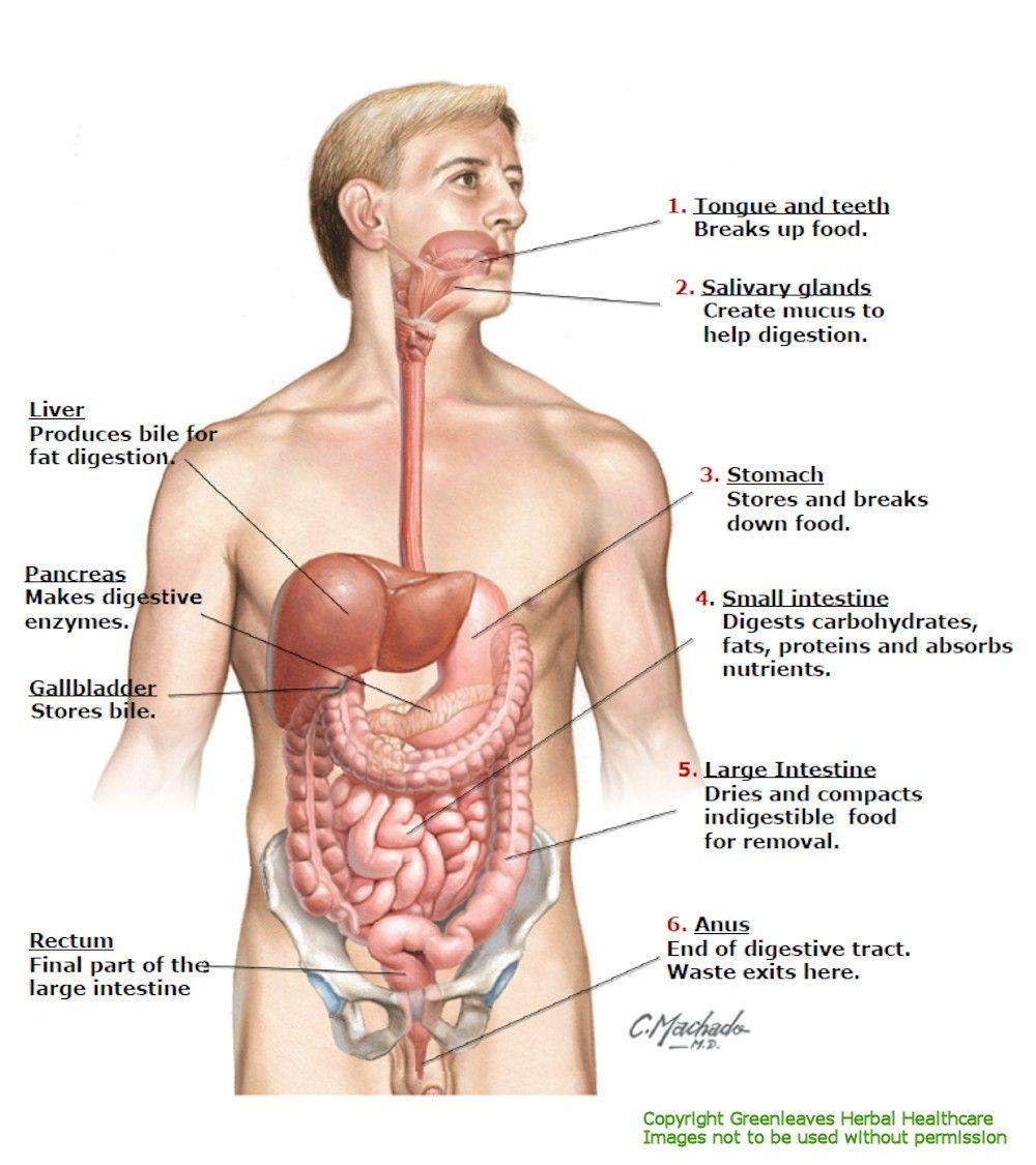Digestive System Components Brain Mouth Esophagus Stomach