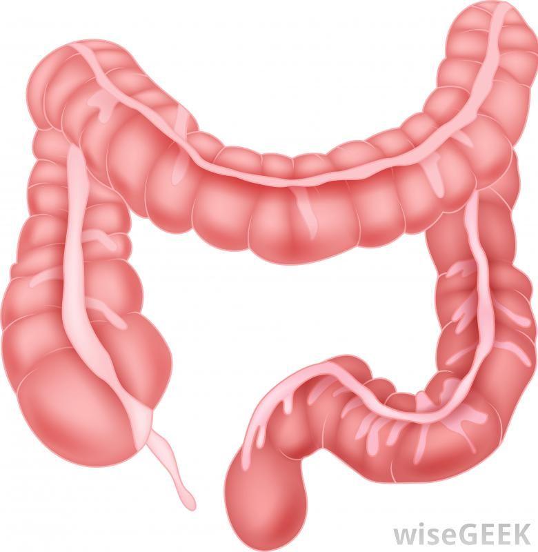 Transverse Colon: Stool begins to form Descending Colon: Passage of well-formed stool to the