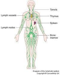 Lymphatic System Part of the immune system Second line of defence from harmful substance that enter with food (mucosal lining is the first)