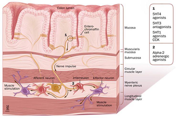 Central Nervous System Enteric Nervous System: Part of the CNS nerves in the gut wall that are stimulated by the chemical