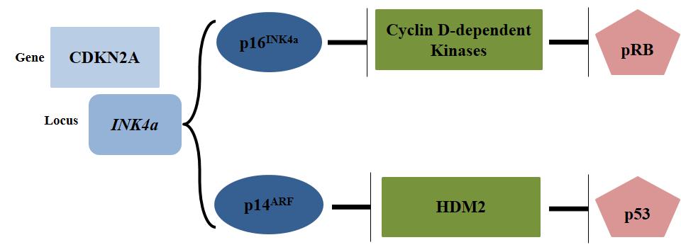 from G1 to S phase (Figure 11). This regulatory mechanism acts as tumor suppressor and a mutation in p16 INK4a, CDK4, or prb could lead to the development of cancer (Hanahan D, et al. 2000).