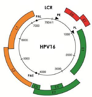 Figure 2. HPV16 genome. LCR (long control region), PE (early promoter), PL (late promoter), PAE (polyadenylation site of early genes), PAL (polyadenylation site of late genes).