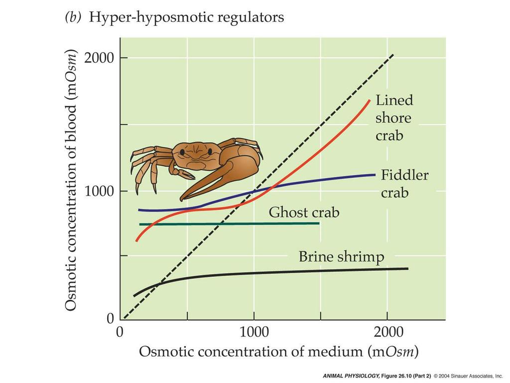 invertebrates in the ocean are stenohaline osmoconformers