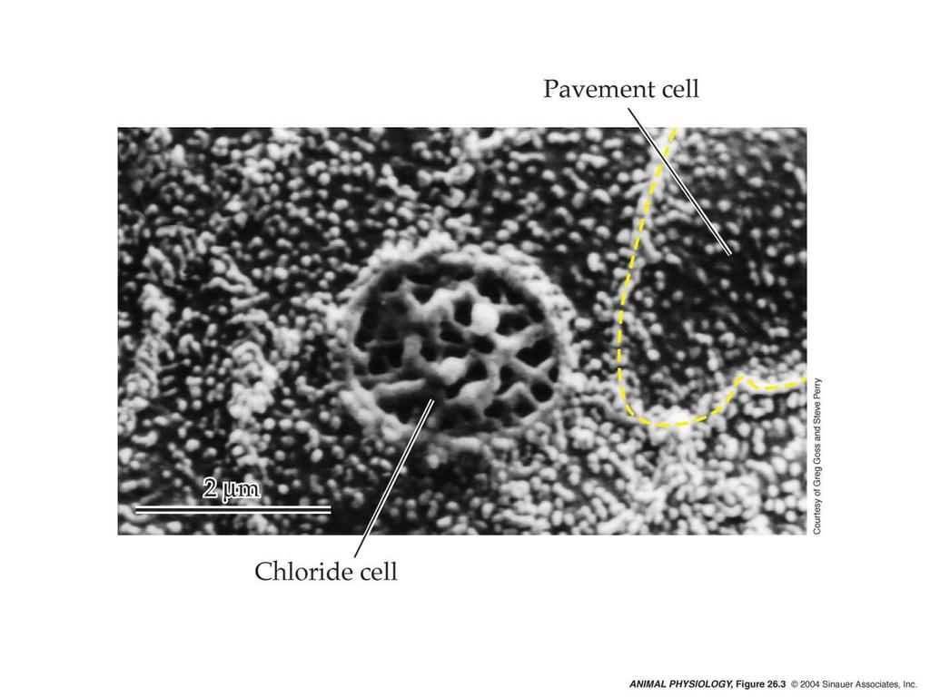 Chloride cell and pavement cells in gill epithelium