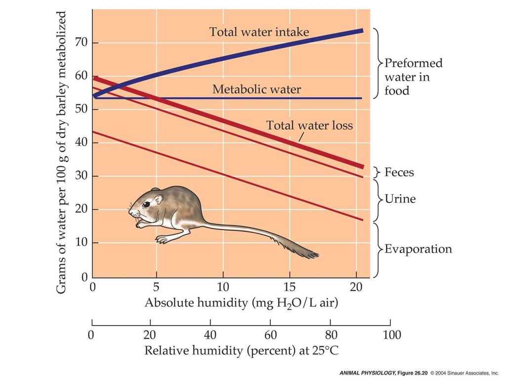 Xeric vertebrates are well adapted to prevent water losses. Problems: High metabolic rates Carnivores: high urea Limited access to water Solutions: Low integumental water permeability.
