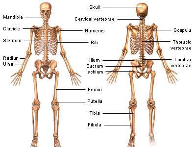 main regions o Spine, rib cage, skull o Upper Appendages (extremities) Arms, hands, wrists Lower