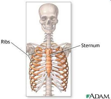 (thorax): protective structure that also aids in breathing o True ribs: attach to sternum o False ribs: floating o Manubrium o Gladiolus o Xiphoid process: attachment for