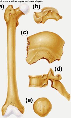 Inferior Extremities (lower appendages) Pelvic bone: o : forms the point of articulation with the femur o : passage for major blood vessels and nerves Leg bones o : longest and strongest bone of the