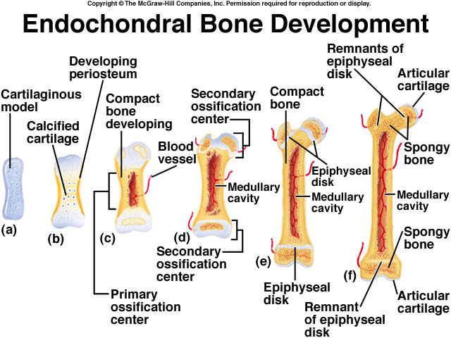 Bone Growth Bone-forming cells (osteoblasts and osteoclasts) move into the cartilage pegs helping to sculpt growing bones Build bone tissue break down bone and cartilage; carve & sculpt bone Process