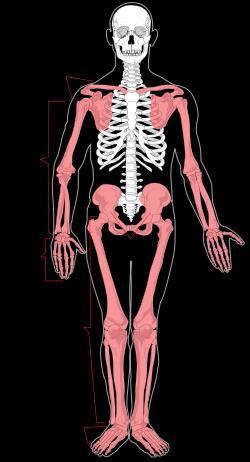 Appendicular Skeleton 126 bones Includes bones of the limbs