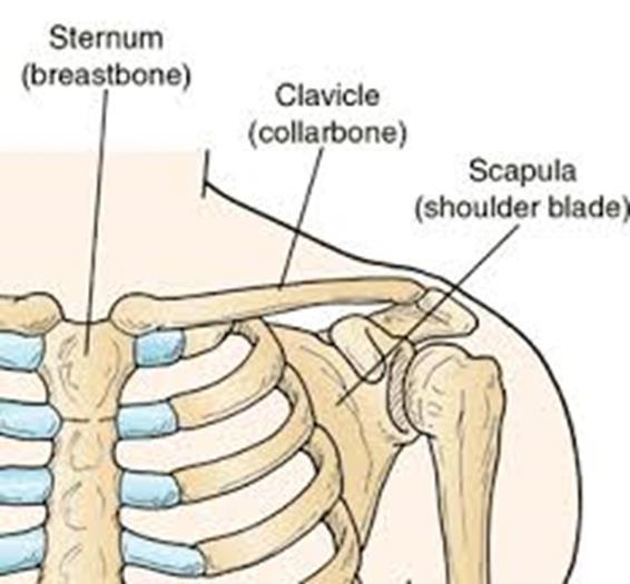 The Clavicle ( little key ; collarbone) Acts as a brace to hold the