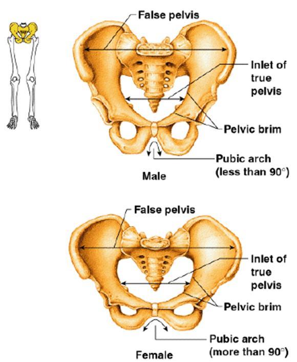 the pelvis Is different