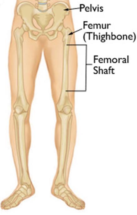 Leg bones Upper Leg