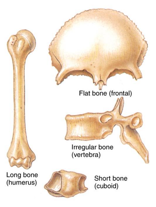 Structures of the Skeletal System: Types of Bones Long Bones Longer than they are wide Ex: humerus, femur Short Bones Roughly equal