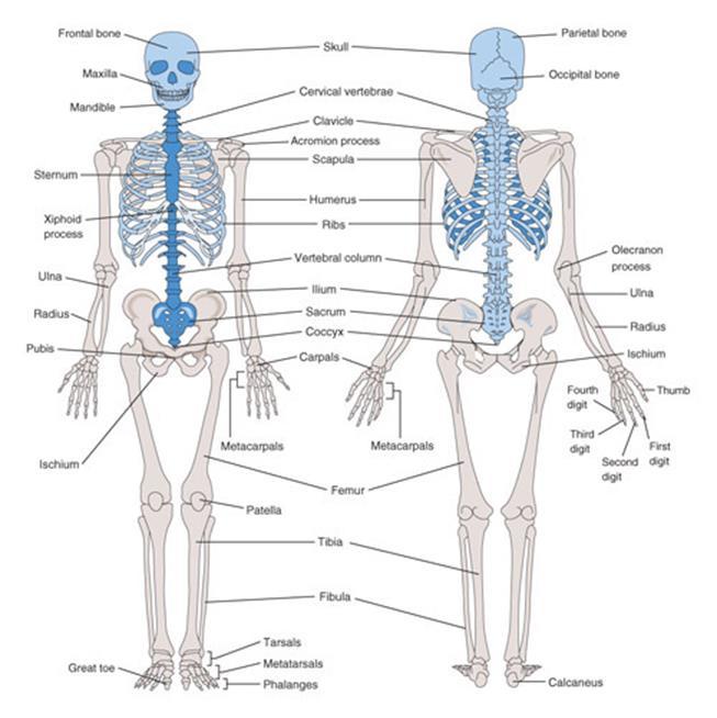 The Axial Skeleton The axial skeleton is blue and includes